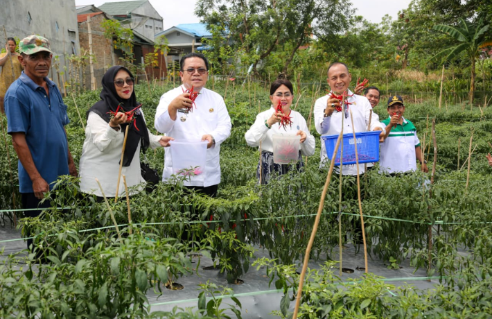Wali Kota Wesly dan Ketua TP PKK Ny Liswati Panen Cabai Merah di Kelurahan Bane
