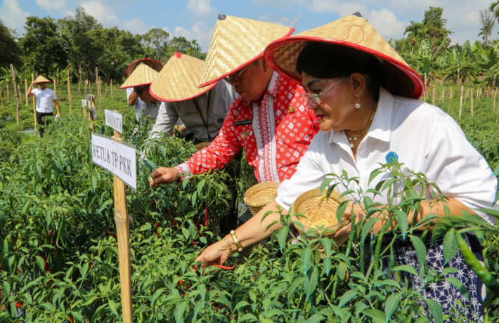 Wali Kota Wesly dan Ketua TP PKK Ny Liswati Panen Cabai Perdana Program Contract Farming di Setia Ne